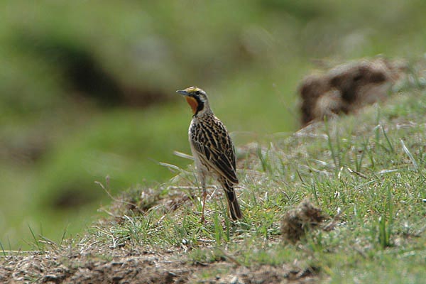 � Henry Brousmiche - www.brousmiche.net